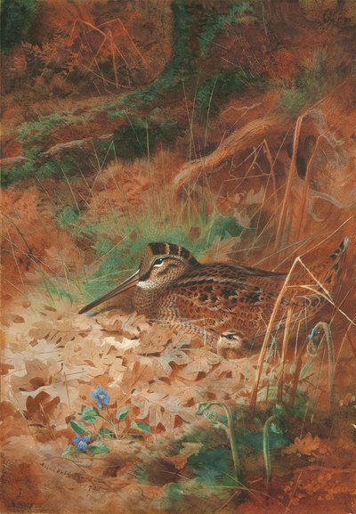 下草のヤマシギとひよこ 作： Archibald Thorburn