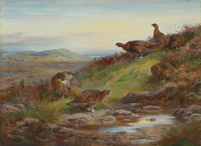 春のアカライチョウの群れ 作： Archibald Thorburn