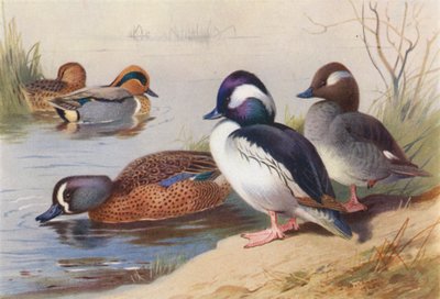 アメリカヒドリ（オス・メス）、キンクロハジロ（オス・メス）、アオハジロ（カラーリトグラフ） 作： Archibald Thorburn