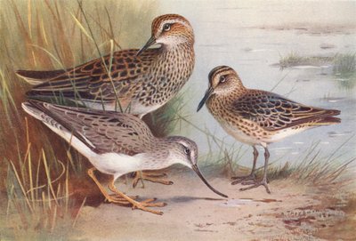 アメリカオオソリハシシギ、ソリハシシギ、ハマシギ（カラーリトグラフ） 作： Archibald Thorburn