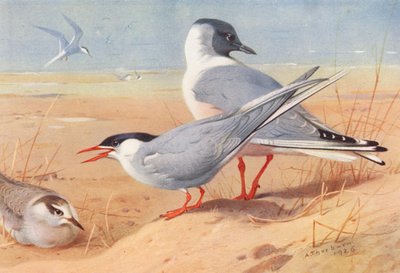 キョクアジサシ（成鳥と幼鳥）、ボナパルトカモメ（カラーリトグラフ） 作： Archibald Thorburn