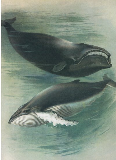 ロングマンズアンドカンパニー発行のThorburnの哺乳類の大西洋シロナガスクジラとコククジラ1920年頃 作： Archibald Thorburn