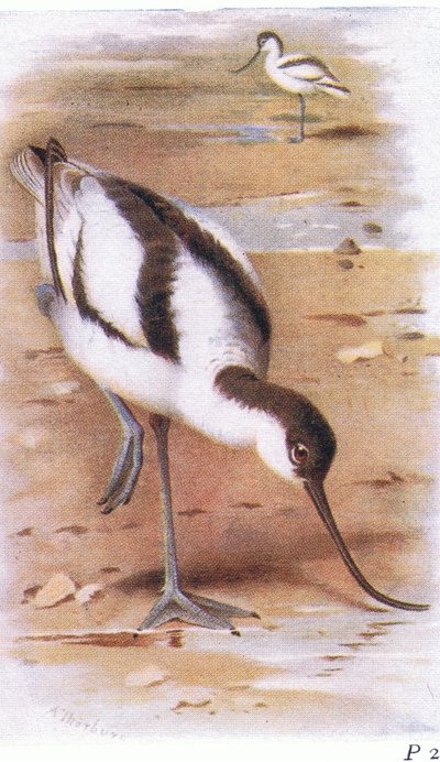 英国の島の鳥とその卵からのアボセット、フレデリックワーン＆Co Ltdによって1958年に発行 作： Archibald Thorburn