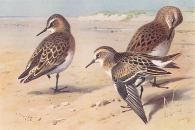 ベアード・イソシギ、ボナパルト・イソシギ、コチドリ（未成熟、秋）（カラーリトグラフ） 作： Archibald Thorburn