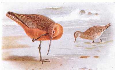 イギリスの島の鳥とその卵からのバーテールゴッドウィット、1958年フレデリックワーン＆Co Ltdから出版 作： Archibald Thorburn