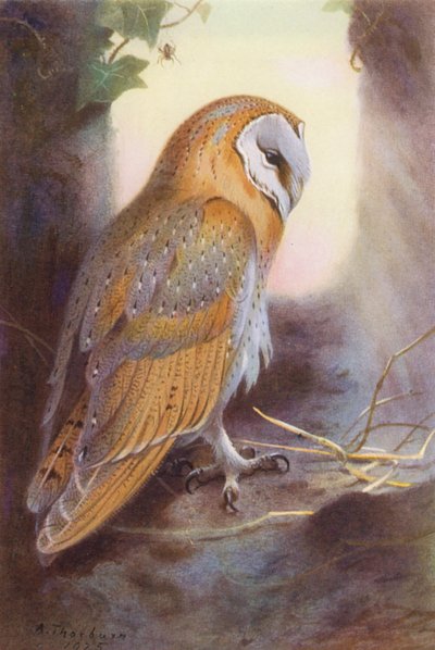 メンフクロウ（カラーリトグラフ） 作： Archibald Thorburn
