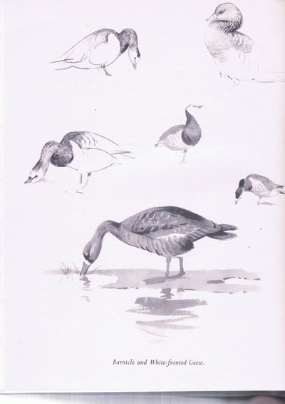 フジツボと白フクロウ、1938 作： Archibald Thorburn