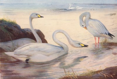 ビュイックの白鳥、スノーグース（カラーリトグラフ） 作： Archibald Thorburn