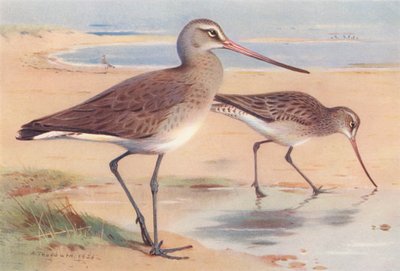 オグロシギ（冬）、オバシギ（冬）（カラーリトグラフ） 作： Archibald Thorburn