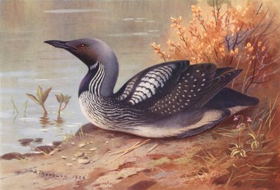 クロトビダイバー（カラーリトグラフ） 作： Archibald Thorburn