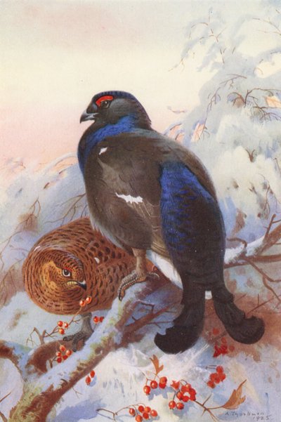 クロライチョウ（オス・メス）（カラーリトグラフ） 作： Archibald Thorburn