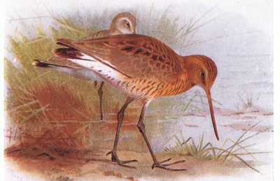 イギリスの島の鳥とその卵からの黒い尾のゴッドウィット、フレデリックワーン＆Co Ltdによって発行された、1958 作： Archibald Thorburn