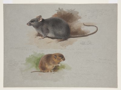 黒ネズミとオークニーヴァール、1915年頃（紙に鉛筆の上に水彩とボディカラーを使用 作： Archibald Thorburn