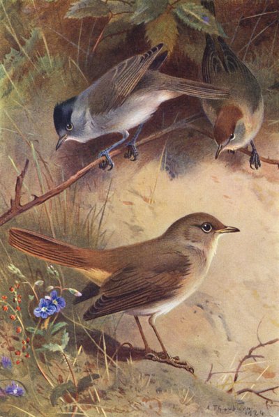 ブラックキャップ（オス・メス）、ナイチンゲール（カラーリトグラフ） 作： Archibald Thorburn