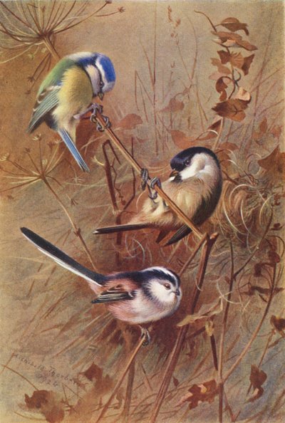 シジュウカラ、シジュウカラ、シジュウカラ（カラーリトグラフ） 作： Archibald Thorburn