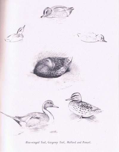 ブルーウィングドティール、ガーガニー、ティール、マガモ、ピンテイル、1938 作： Archibald Thorburn