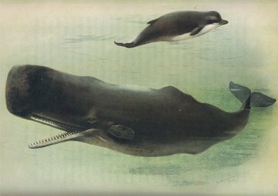 ロングマンズアンドカンパニー発行のThorburns哺乳類からのクジラのクジラとマッコウクジラc。 1920年 作： Archibald Thorburn