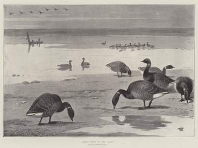 海岸のブレントガチョウ 作： Archibald Thorburn