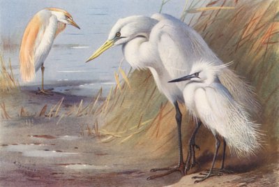 ゴイサギ、ゴイサギ、コサギ（カラーリトグラフ） 作： Archibald Thorburn