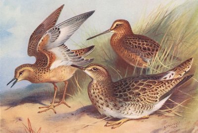 ハマシギ、アカエリシギ、バートラムシギ（カラーリトグラフ） 作： Archibald Thorburn