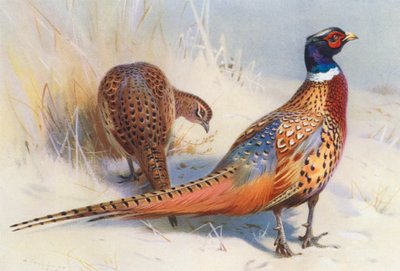 キジ（オス・メス）（カラーリトグラフ） 作： Archibald Thorburn