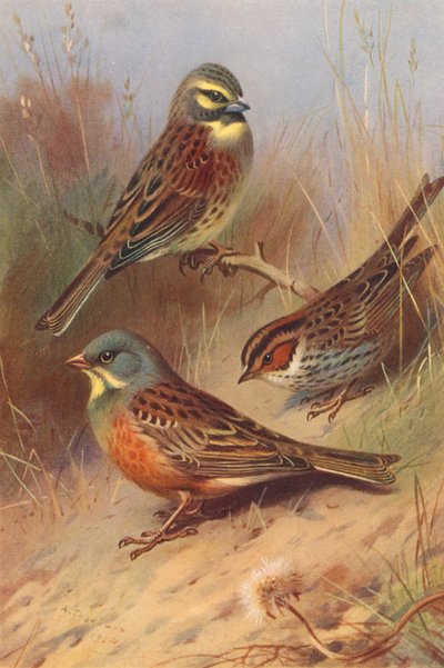 サーカル・バンチング、リトル・バンチング、オルトラン（カラーリトグラフ） 作： Archibald Thorburn