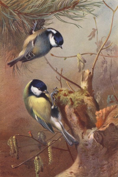 シジュウカラ、シジュウカラ（カラーリトグラフ） 作： Archibald Thorburn