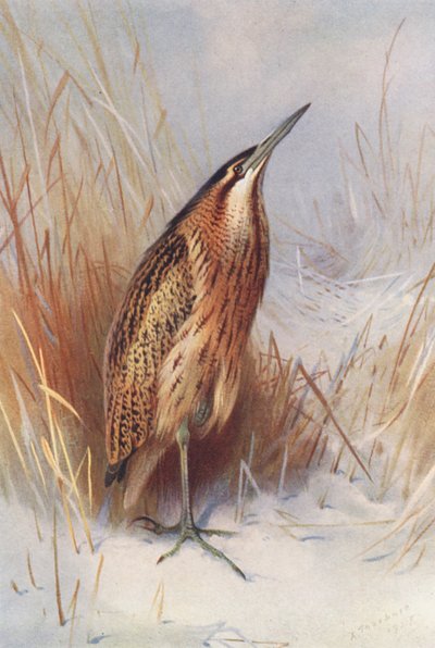 にがり（カラーリトグラフ） 作： Archibald Thorburn