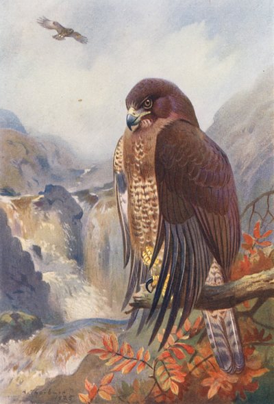 コノハズク（カラーリトグラフ） 作： Archibald Thorburn