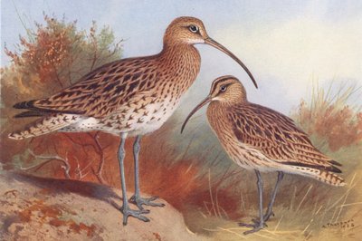 チュウシャクシギ、チュウシャクシギ（カラーリトグラフ） 作： Archibald Thorburn