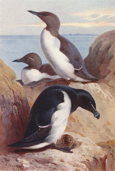 コモンウミガラス、カミソリウオ（カラーリトグラフ） 作： Archibald Thorburn