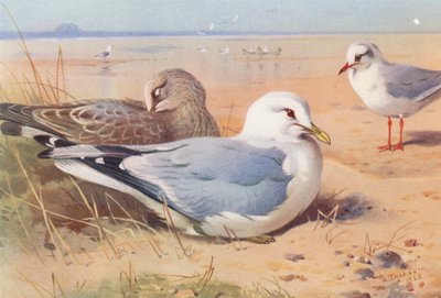 カモメ（成鳥と幼鳥）、クロアシアカモメ（冬）（カラーリトグラフ） 作： Archibald Thorburn