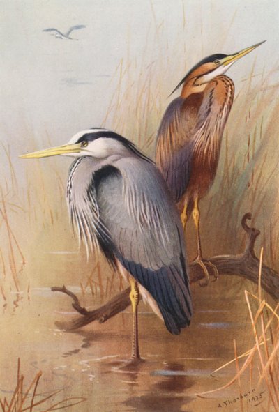 コサギ、ムラサキサギ（カラーリトグラフ） 作： Archibald Thorburn