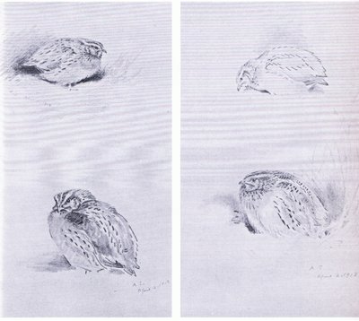 一般的なウズラとカズラ』（ブッククラブアソシエイツ刊 作： Archibald Thorburn