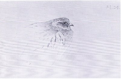 コモン・パートリッジ、ブッククラブ・アソシエイツ発行 作： Archibald Thorburn