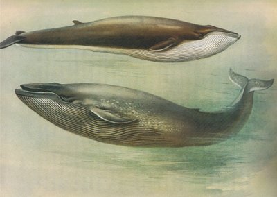 ロングマンズアンドカンパニー発行のThorburns哺乳類からの一般的なRorqual、Sibbalds Rorqualまたはシロナガスクジラc。 1920年 作： Archibald Thorburn