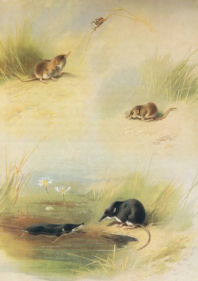 ロングマンズアンドカンパニー発行のThorburns MammalsのCommon Shrew、Lesser Shrew＆Water Shrew c。 1920年 作： Archibald Thorburn