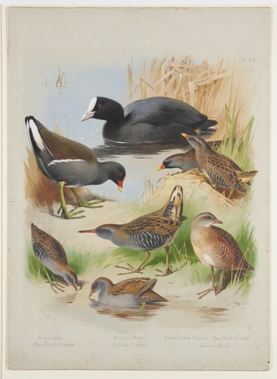 Coot, moorhen, crakes and rails, c.1915 (watercolor & bodycolour over pencil on board) 作： Archibald Thorburn