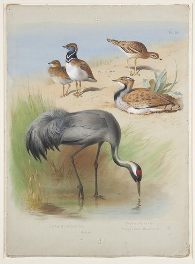 鶴、石狩鳥、野鳥、1915年頃（紙に鉛筆の上に水彩とボディカラー）。 作： Archibald Thorburn