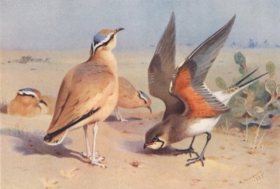 クリーム色のクーサー、プラタンコール（カラーリトグラフ） 作： Archibald Thorburn