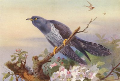 カッコー（カラーリトグラフ） 作： Archibald Thorburn