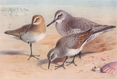 チュウシャクシギ（未熟、秋）、ノシギ（冬）、ハマシギ（冬）（カラーリトグラフ） 作： Archibald Thorburn