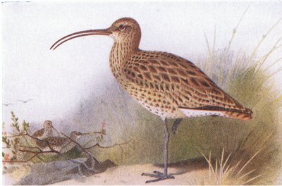 英国の島の鳥とその卵のカーリュー、フレデリックワーン＆Co Ltdから出版、1958年 作： Archibald Thorburn