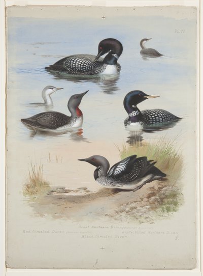 ダイバーズ」1915年頃（紙に鉛筆の上に水彩とボディカラーを使用 作： Archibald Thorburn