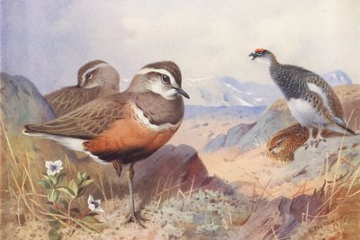 チョウゲンボウ、雷鳥（オスとメス、夏）（カラーリトグラフ） 作： Archibald Thorburn