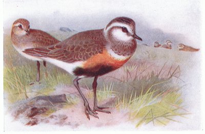 イギリス諸島の鳥とその卵からのドッテレル、1958年フレデリックウォーン＆Co Ltdから出版 作： Archibald Thorburn