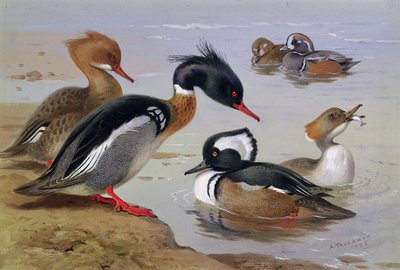 湖のほとりのアヒル 作： Archibald Thorburn
