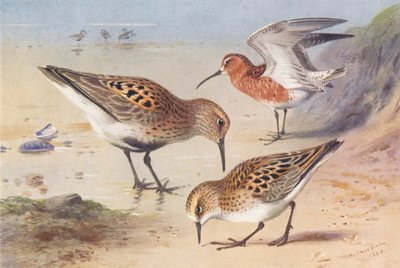 ハマシギ（夏）、チュウシャクシギ（夏）、コチドリ（夏）（カラーリトグラフ） 作： Archibald Thorburn