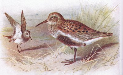 英国の島の鳥とその卵からのダンリン（夏と冬）、1958年フレデリックウォーン＆Co Ltdから出版 作： Archibald Thorburn