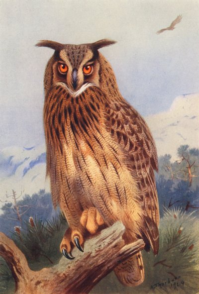 ワシミミズク（カラーリトグラフ） 作： Archibald Thorburn